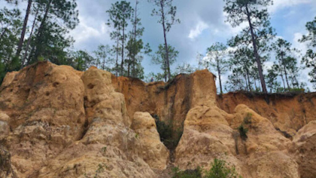 Blackwater River State Forest